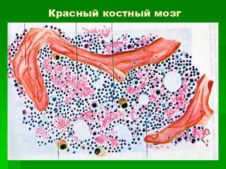 Красный костный мозг презентация