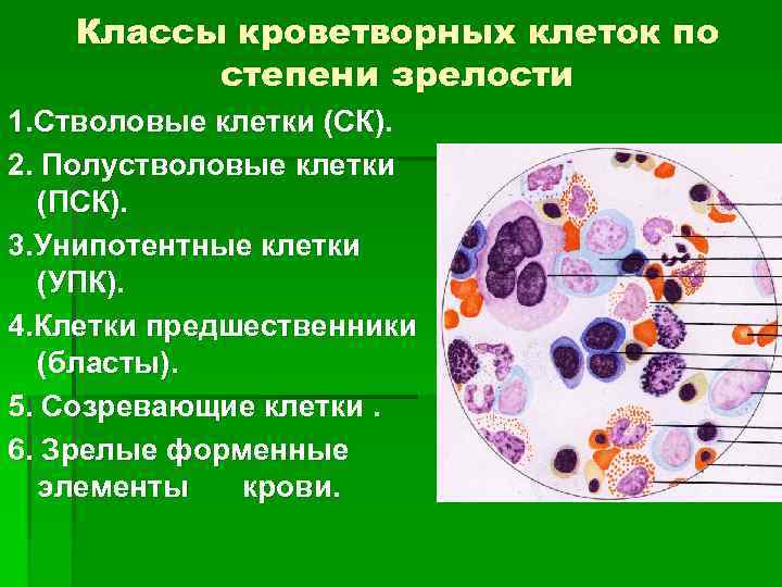 Классы кроветворных клеток по степени зрелости 1. Стволовые клетки (СК). 2. Полустволовые клетки (ПСК).