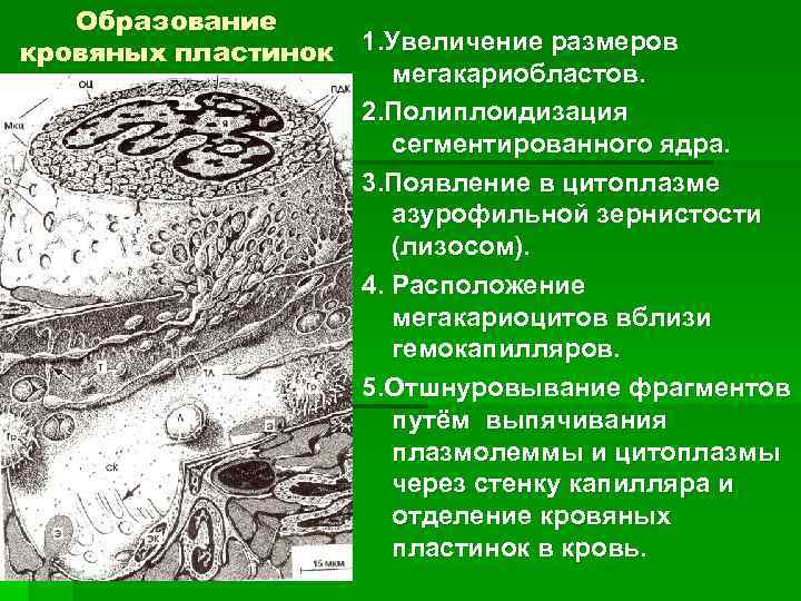 Образование кровяных пластинок 1. Увеличение размеров мегакариобластов. 2. Полиплоидизация сегментированного ядра. 3. Появление в