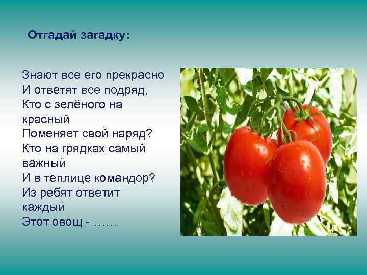Отгадай загадку: Знают все его прекрасно И ответят все подряд, Кто с зелёного на