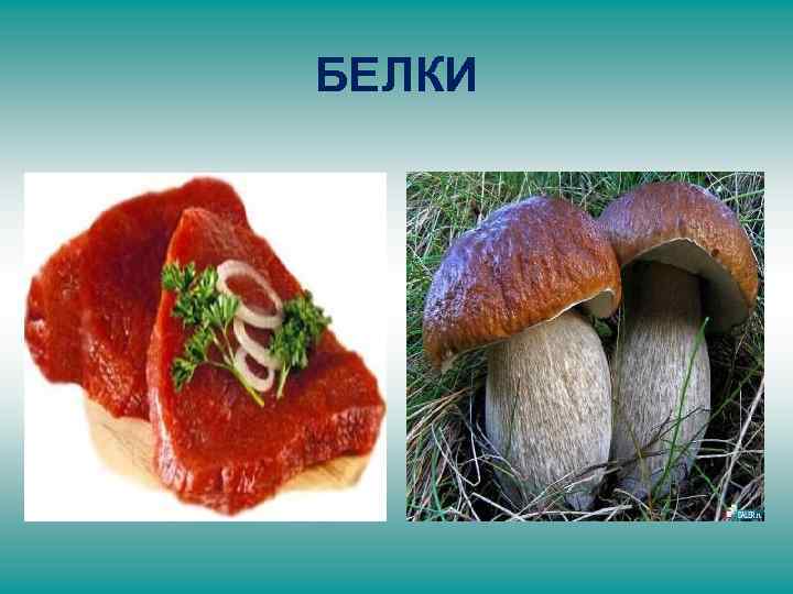 БЕЛКИ 