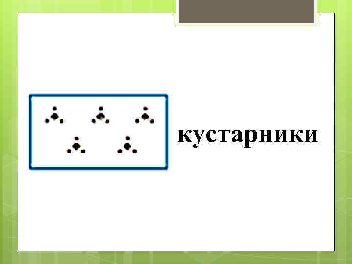 кустарники 