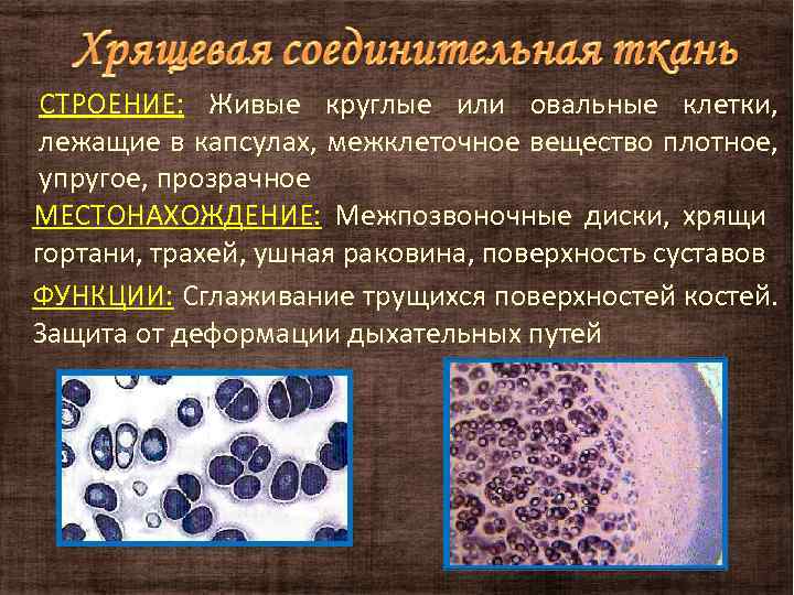 СТРОЕНИЕ: Живые круглые или овальные клетки, лежащие в капсулах, межклеточное вещество плотное, упругое, прозрачное