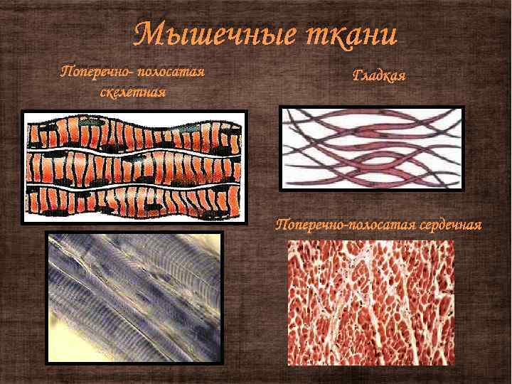 4 ткани организма. Поперечно полосатый эпителий. Гладкая эпителиальная ткань. Эпителиальная ткань мышечная ткань гладкая. Эпителиальная ткань поперечно полосатая.