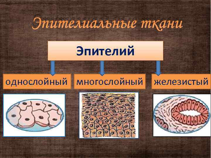 Эпителиальные ткани Эпителий однослойный многослойный железистый 