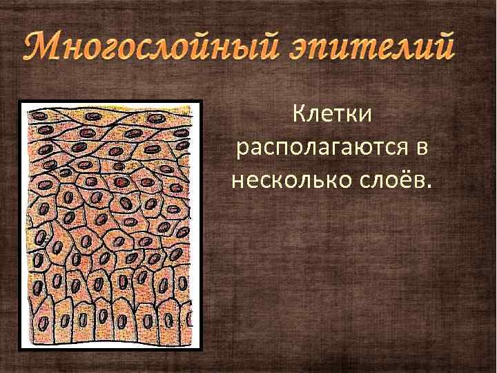 Клетки располагаются в несколько слоёв. 