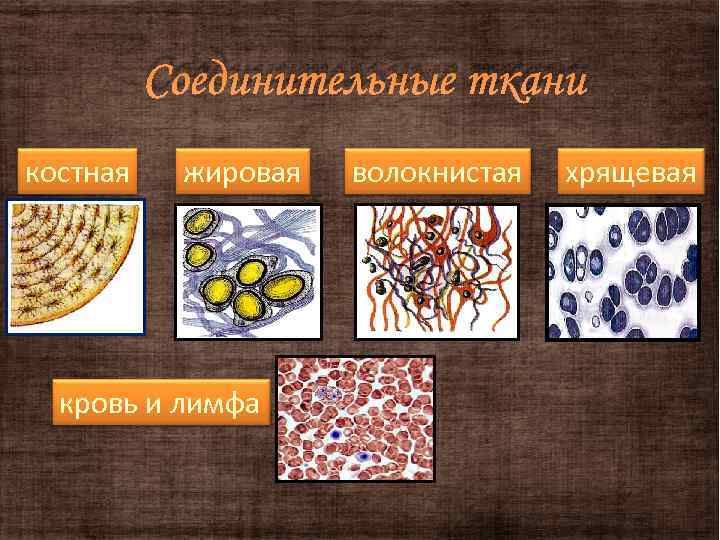 Соединительные ткани костная жировая кровь и лимфа волокнистая хрящевая 