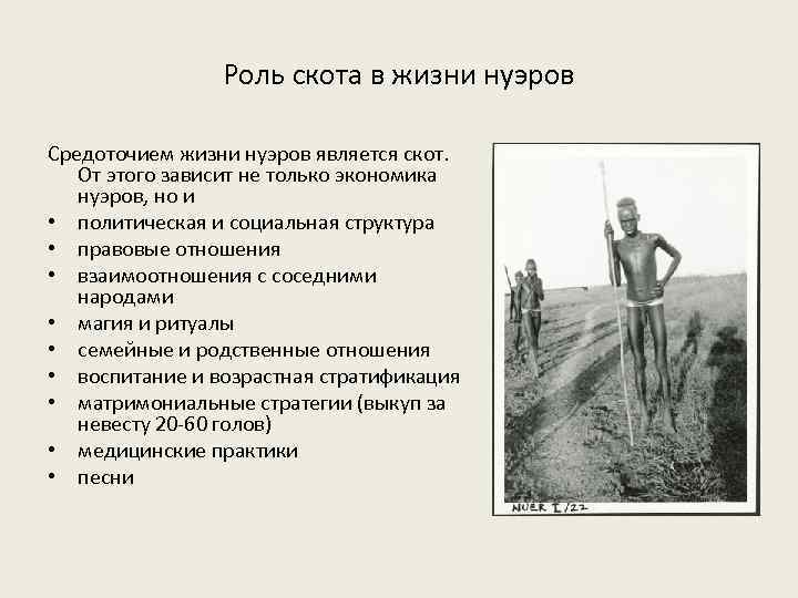 Роль скота в жизни нуэров Средоточием жизни нуэров является скот. От этого зависит не
