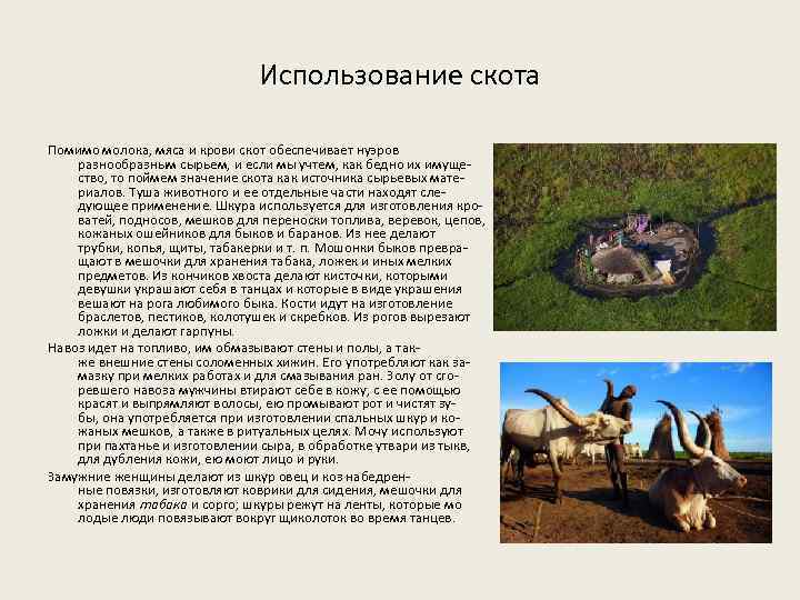 Использование скота Помимо молока, мяса и крови скот обеспечивает нуэров разнообразным сырьем, и если