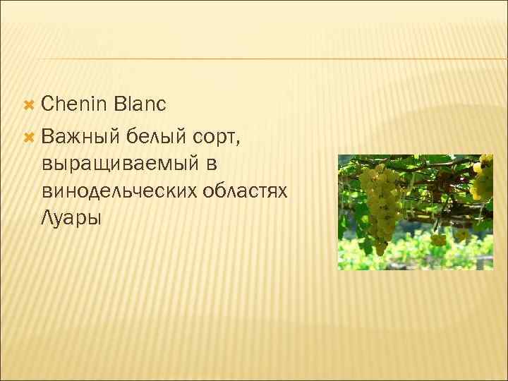  Chenin Blanc Важный белый сорт, выращиваемый в винодельческих областях Луары 