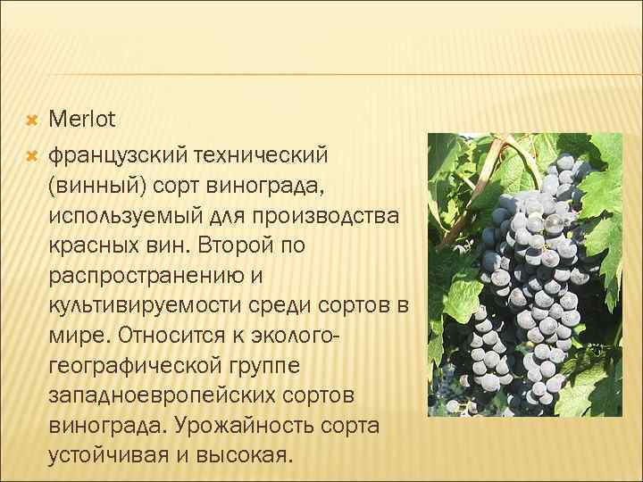  Merlot французский технический (винный) сорт винограда, используемый для производства красных вин. Второй по