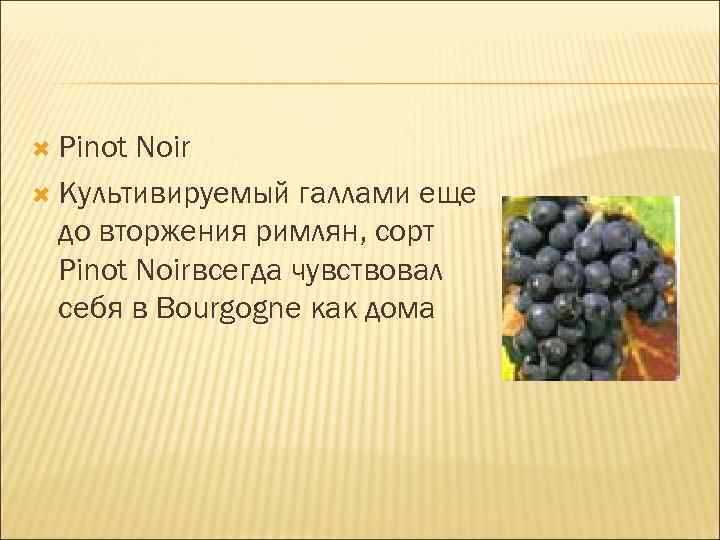  Pinot Noir Культивируемый галлами еще до вторжения римлян, сорт Pinot Noirвсегда чувствовал себя