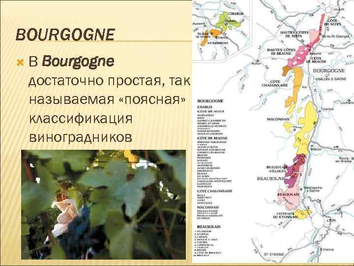BOURGOGNE В Bourgogne достаточно простая, так называемая «поясная» классификация виноградников 