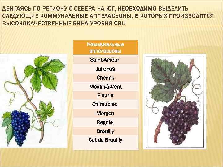 ДВИГАЯСЬ ПО РЕГИОНУ С СЕВЕРА НА ЮГ, НЕОБХОДИМО ВЫДЕЛИТЬ СЛЕДУЮЩИЕ КОММУНАЛЬНЫЕ АППЕЛАСЬОНЫ, В КОТОРЫХ