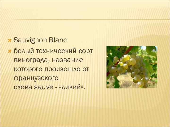  Sauvignon Blanc белый технический сорт винограда, название которого произошло от французского слова sauve