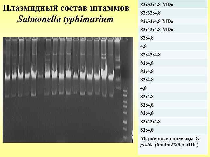 Плазмидный состав штаммов Salmonella typhimurium 82: 32: 4, 8 MDa 82: 4, 8 MDa