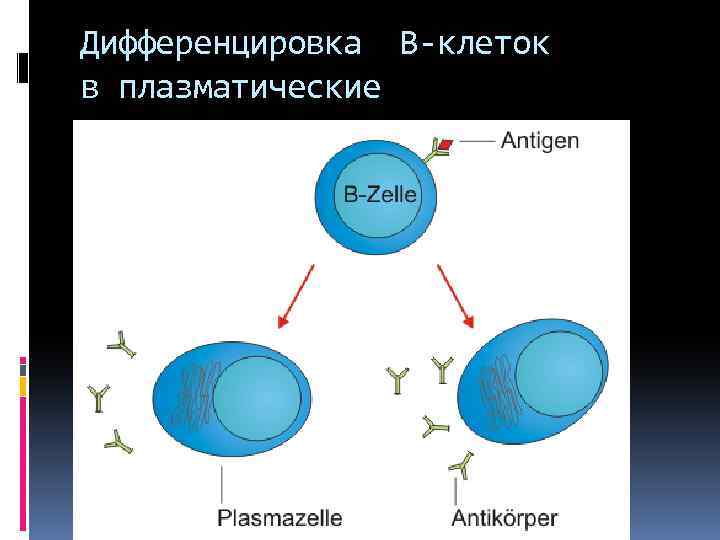 Дифференцировка В-клеток в плазматические 