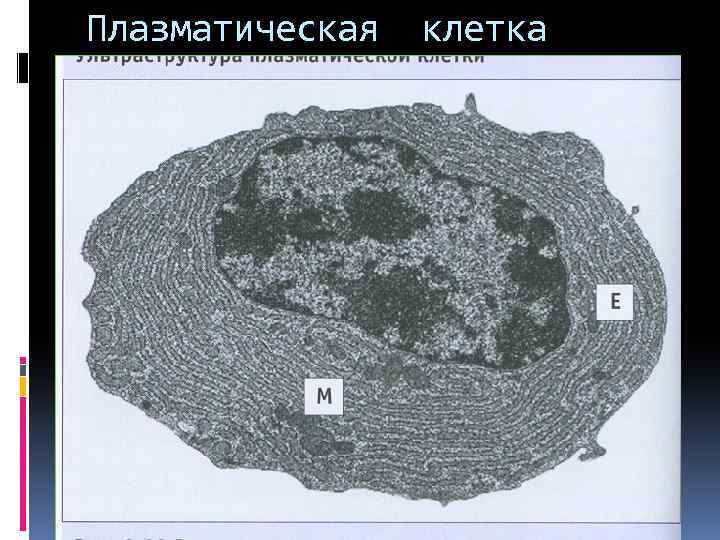 Плазматическая клетка 