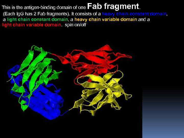 Fab fragment This is the antigen-binding domain of one. (Each Ig. G has 2