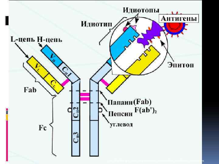 http: //vetfak. nsau. edu. ru/new/uchebnic/microbiology/stu/index_immun. htm 