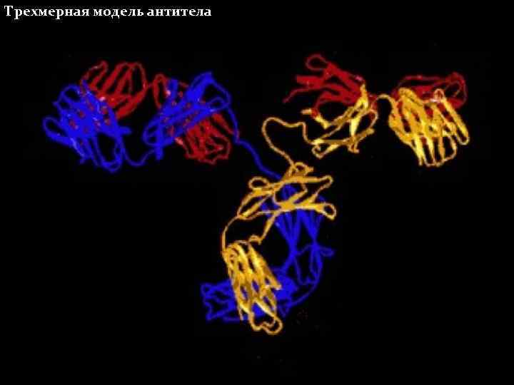 Трехмерная модель антитела 