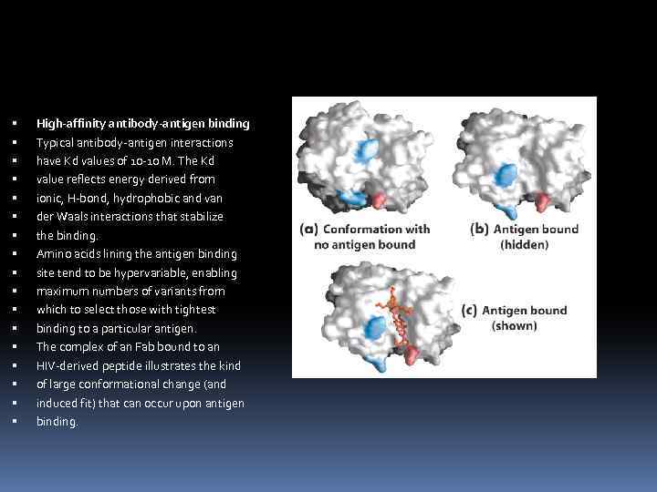  High-affinity antibody-antigen binding Typical antibody-antigen interactions have Kd values of 10 -10 M.