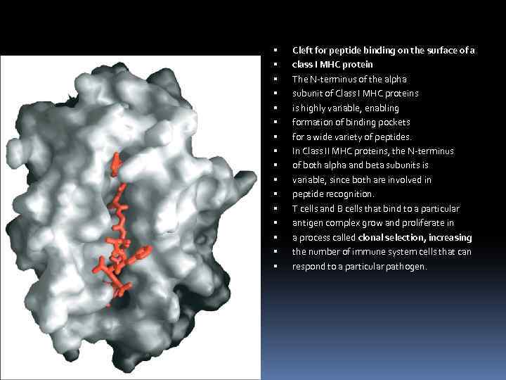  Cleft for peptide binding on the surface of a class I MHC protein
