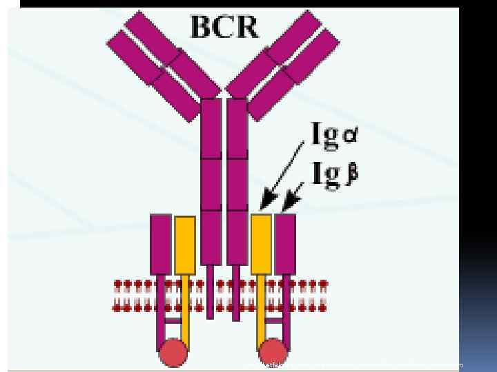 http: //vetfak. nsau. edu. ru/new/uchebnic/microbiology/stu/index_immun. htm 