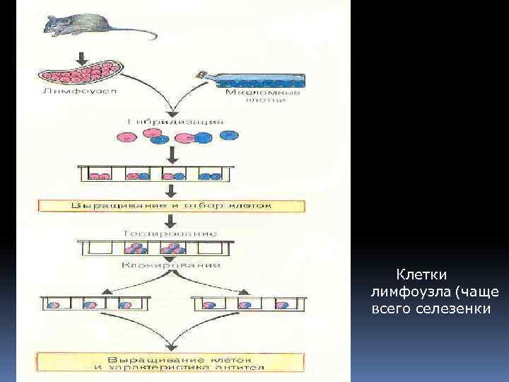 Клетки лимфоузла (чаще всего селезенки 