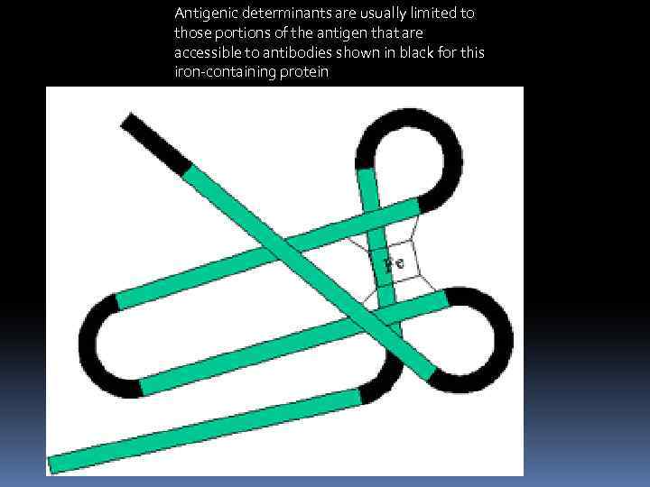 Antigenic determinants are usually limited to those portions of the antigen that are accessible