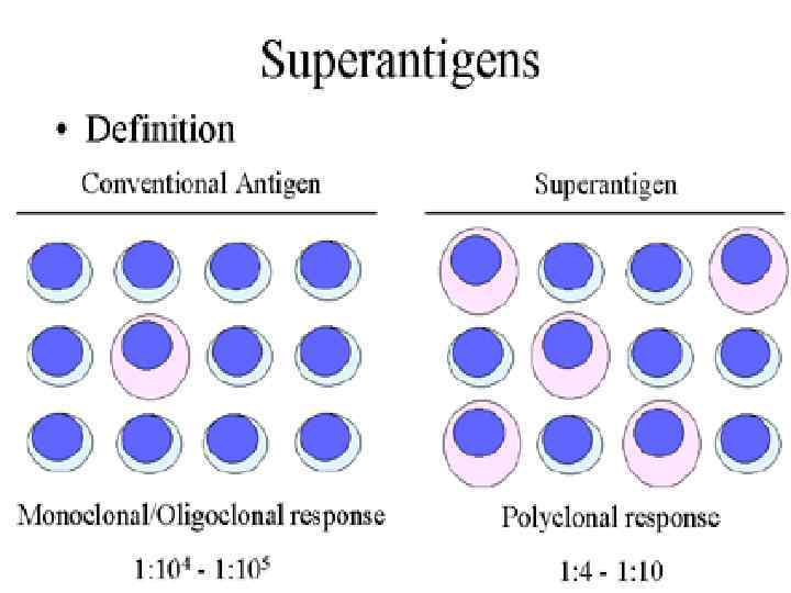 Superantigens activate a large fraction of T cells in contrast to conventional T-dependent antigens