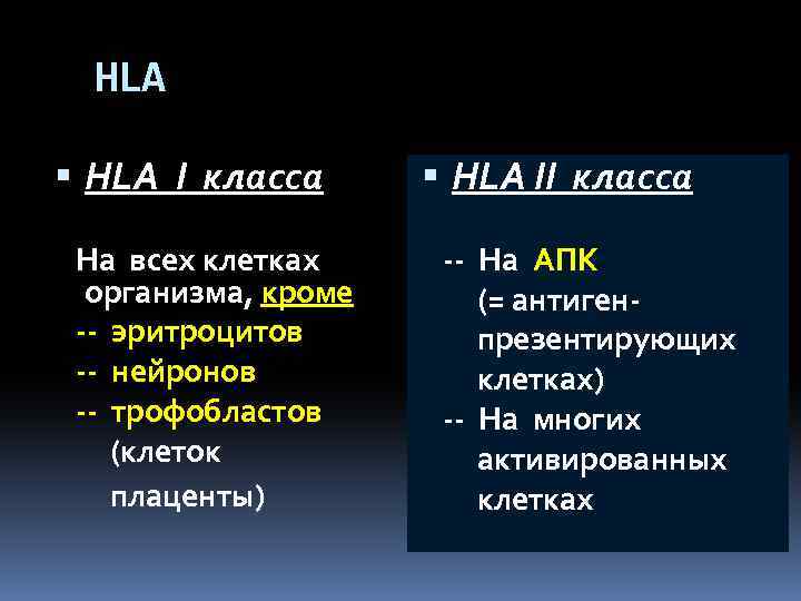 HLA I класса На всех клетках организма, кроме -- эритроцитов -- нейронов -- трофобластов