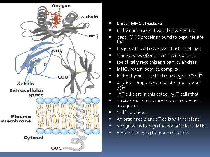  Class I MHC structure In the early 1970 s it was discovered that