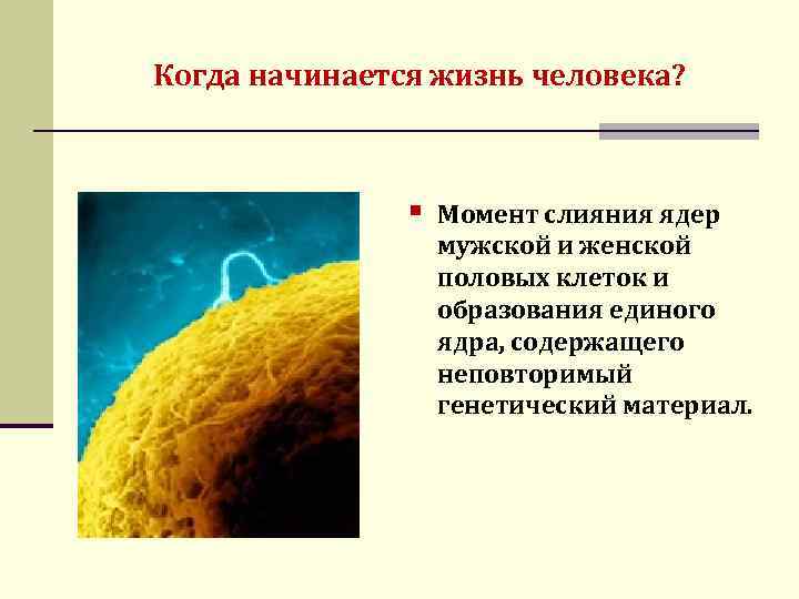 Когда начинается жизнь человека? § Момент слияния ядер мужской и женской половых клеток и