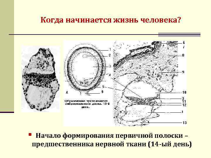 Когда начинается жизнь человека? § Начало формирования первичной полоски – предшественника нервной ткани (14