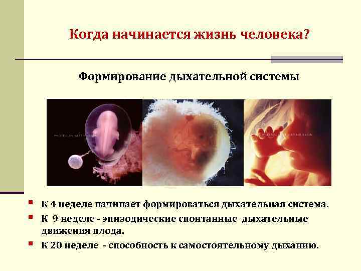 Когда начинается жизнь человека? Формирование дыхательной системы § § § К 4 неделе начинает