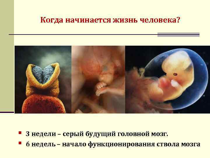 Когда начинается жизнь человека? § § 3 недели – серый будущий головной мозг. 6