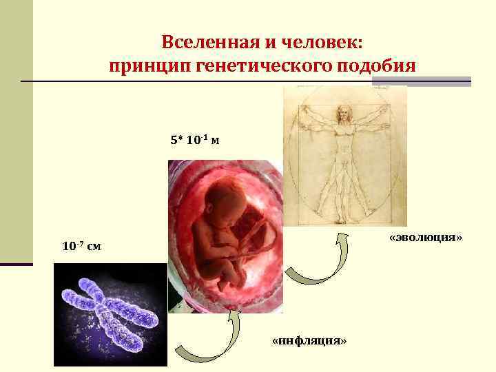 Вселенная и человек: принцип генетического подобия 5* 10 -1 м «эволюция» 10 -7 см