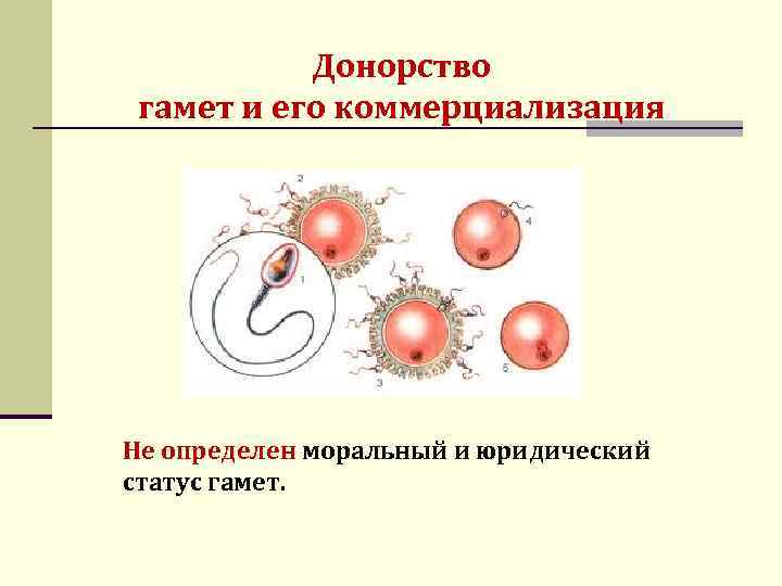 Донорство гамет и его коммерциализация Не определен моральный и юридический статус гамет. 