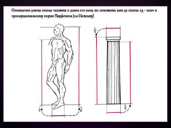 Отношение длины стопы человека к длине его тела от основания шеи до стопы 1: