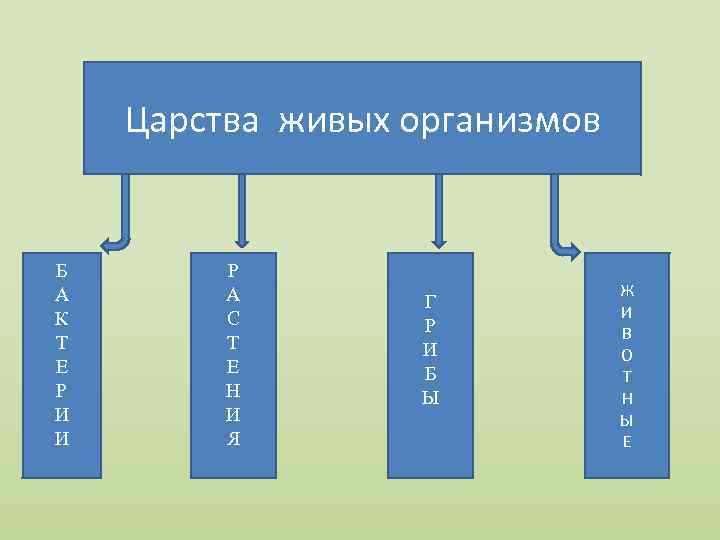 1 царства живых организмов