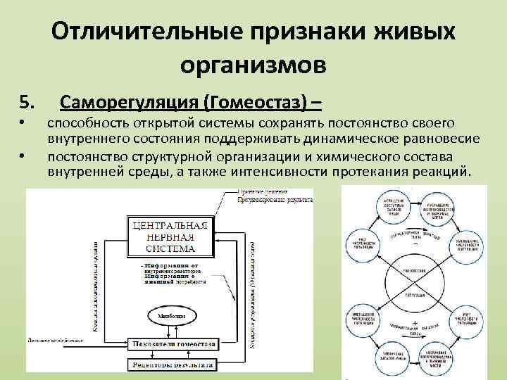 Характерные признаки организма