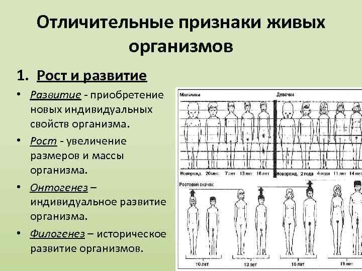 Что такое рост. Рост и развитие характеристика. Особенности роста и развития организмов. Особенности роста и развития организмов в виде таблицы. Сравните особенности роста и развития организмов.