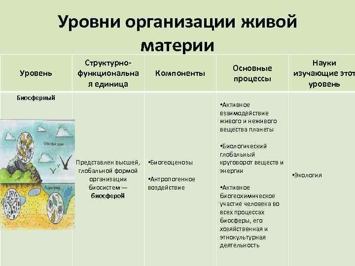 Уровни организации живой материи