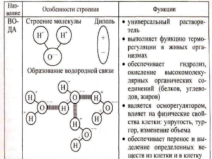 Особенности строения свойства