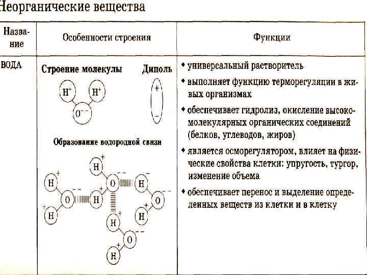 Тест неорганические вещества клетки 10 класс