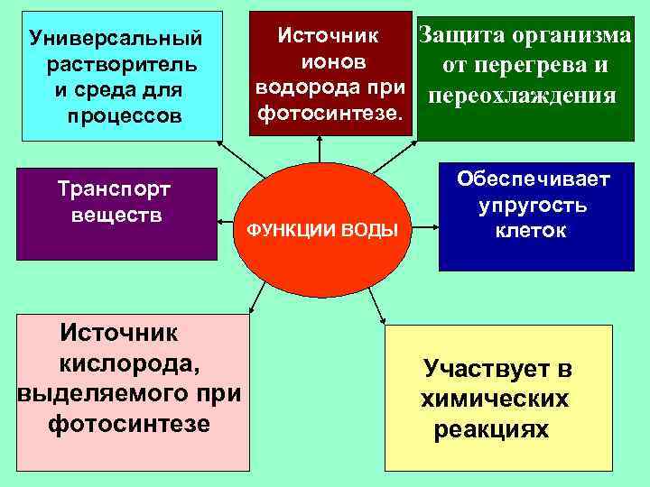 Универсальный растворитель и среда для процессов Транспорт веществ Источник кислорода, выделяемого при фотосинтезе Источник