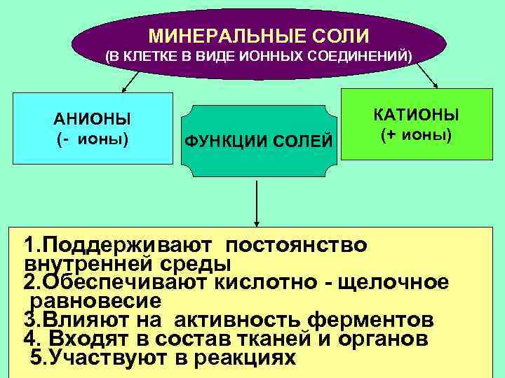 Минеральные вещества клетки вода