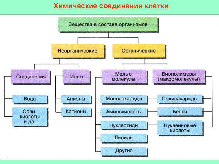 Химические соединения клетки 