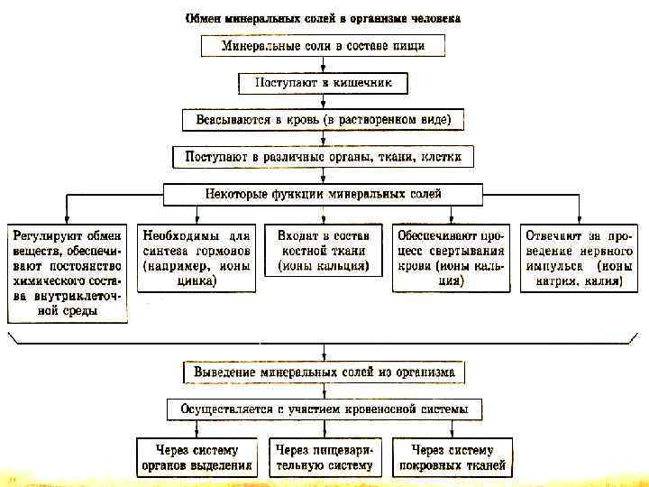 Образование минеральных солей